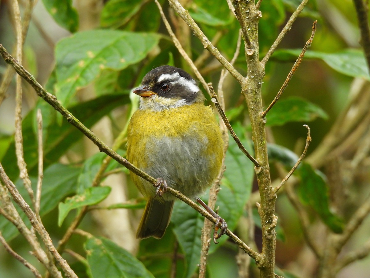 Sooty-capped Chlorospingus - ML638110620
