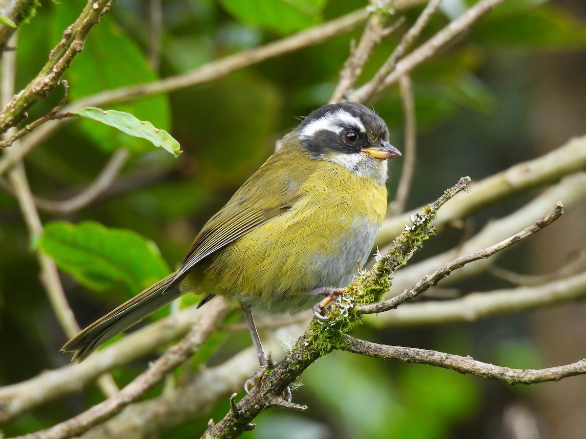 Sooty-capped Chlorospingus - ML638110621