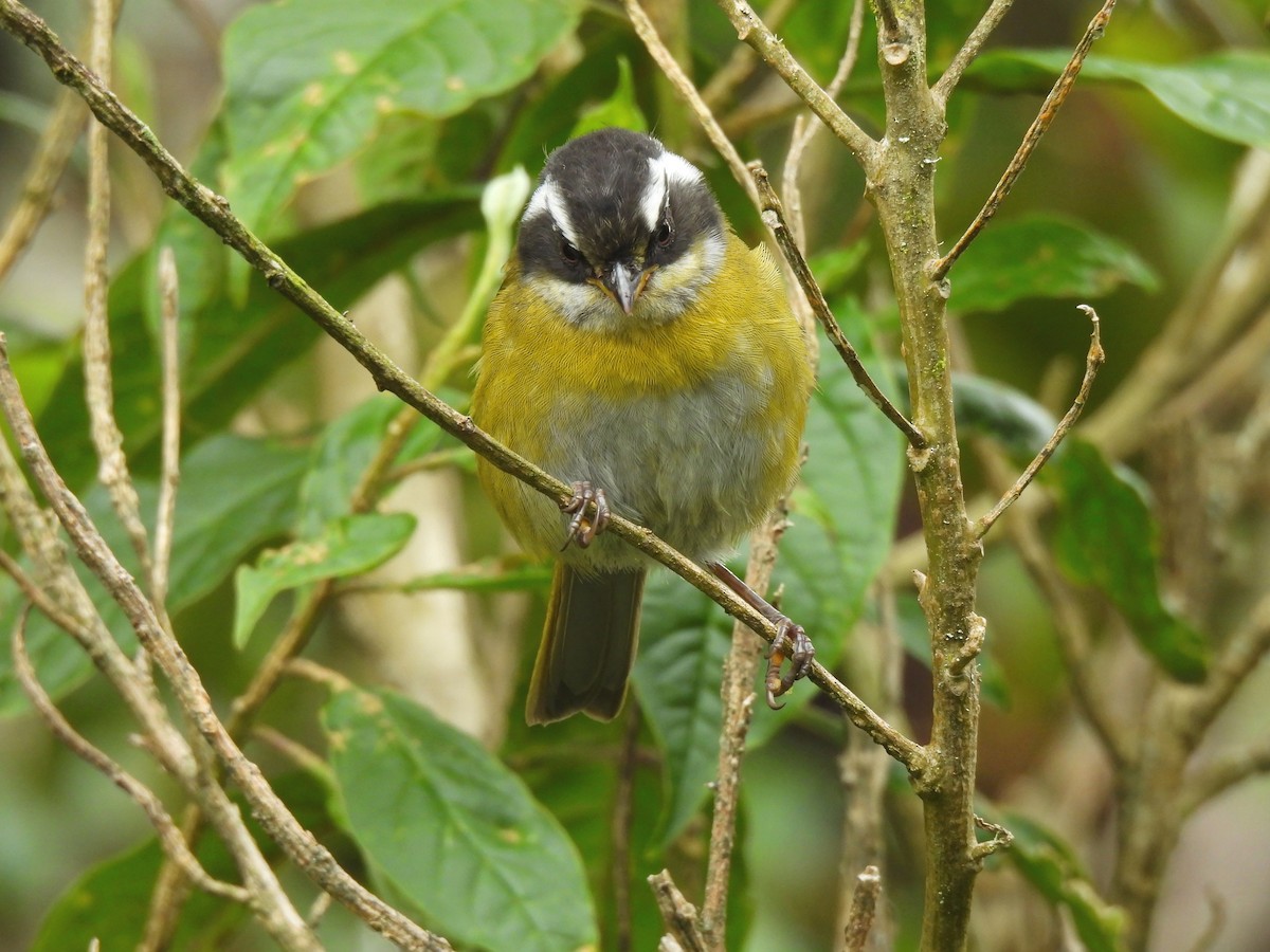 Sooty-capped Chlorospingus - ML638110622