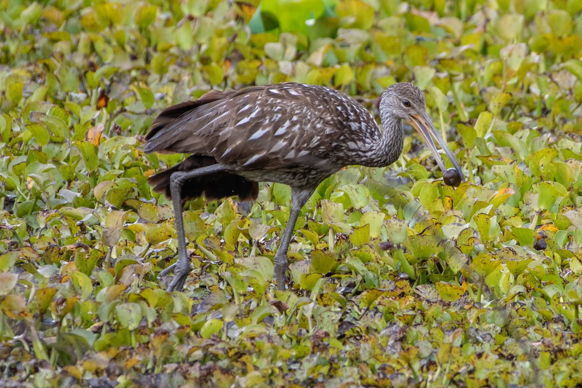 Limpkin - ML638110630