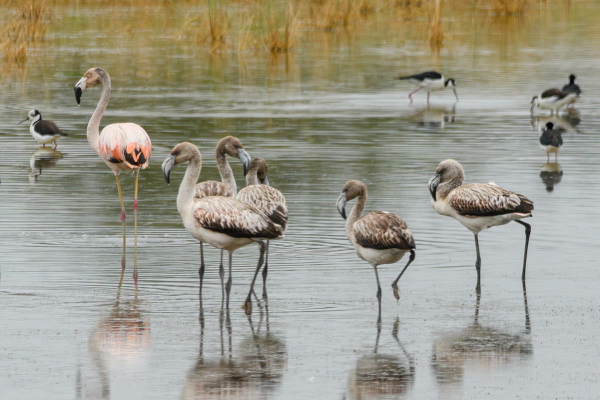 Chilean Flamingo - ML638110664
