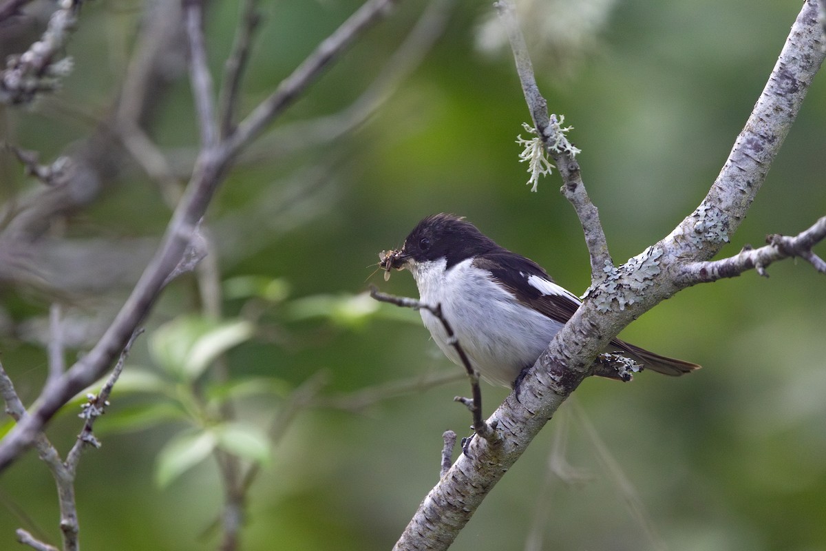 European Pied Flycatcher - ML638110665