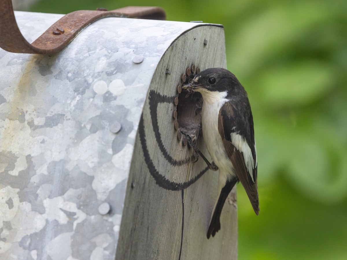 European Pied Flycatcher - ML638110674