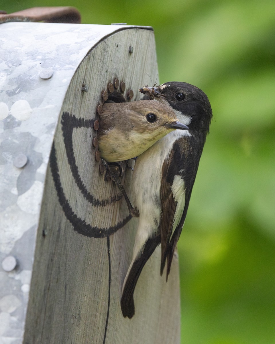 European Pied Flycatcher - ML638110676