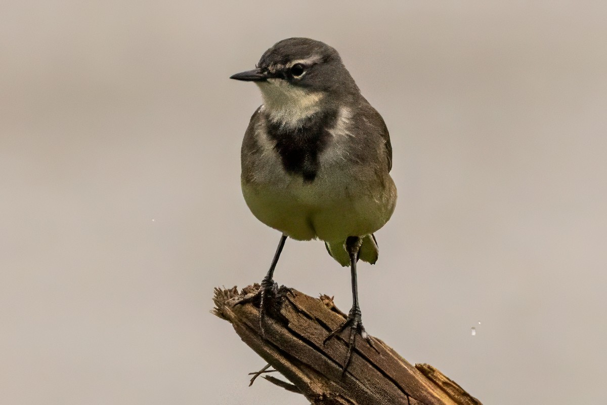 Cape Wagtail - ML638110682