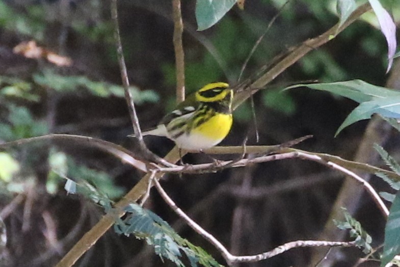 Townsend's Warbler - ML638110698