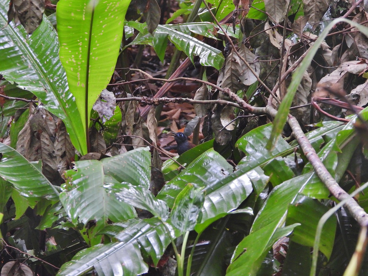 Chestnut-backed Antbird - ML638110703