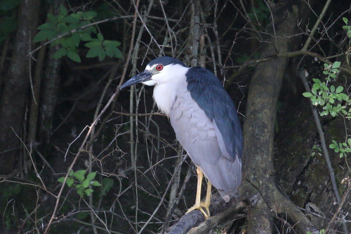Black-crowned Night Heron - ML638110730