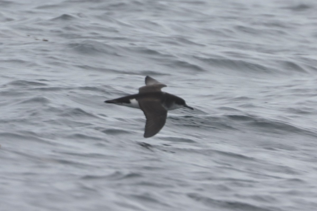 Manx Shearwater - ML638110734
