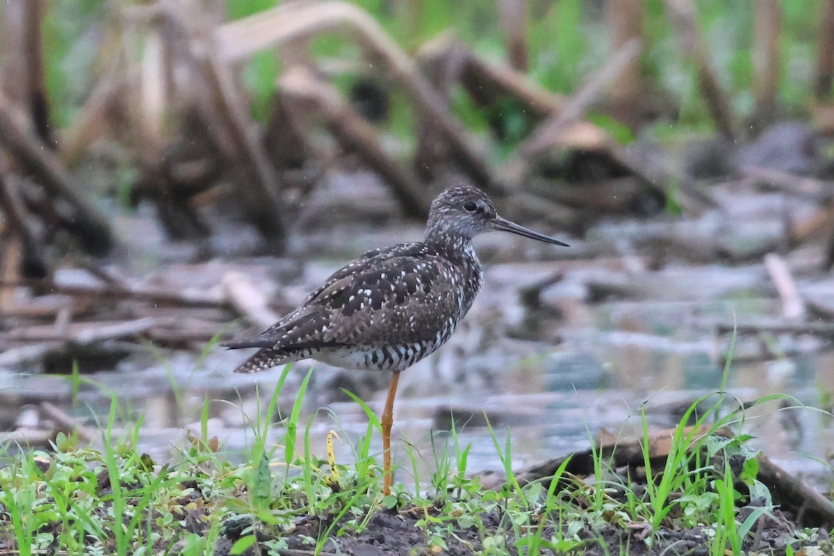 Greater Yellowlegs - ML638110746