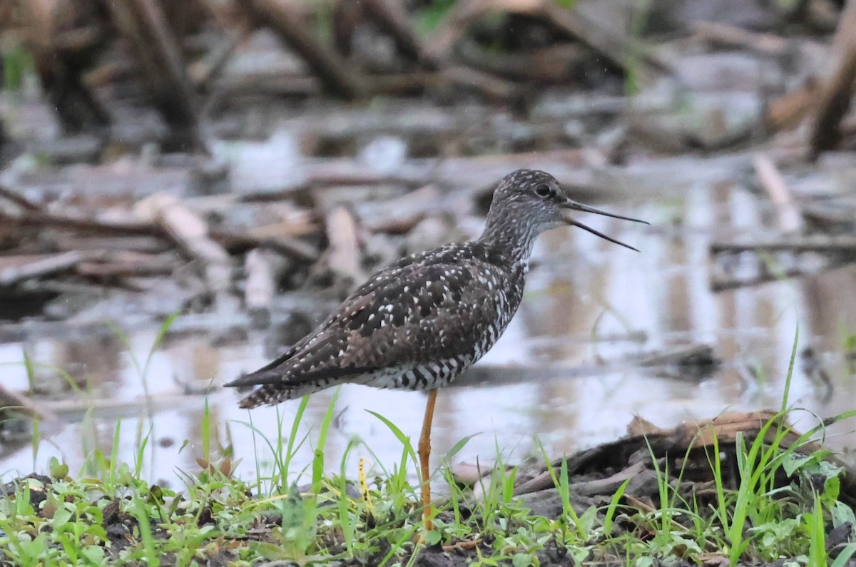 Greater Yellowlegs - ML638110748