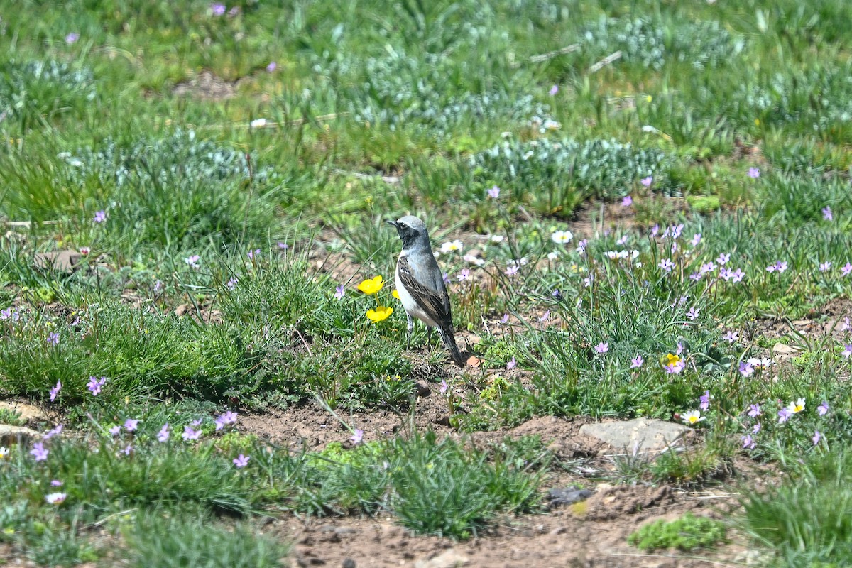 Atlas Wheatear - ML638110757