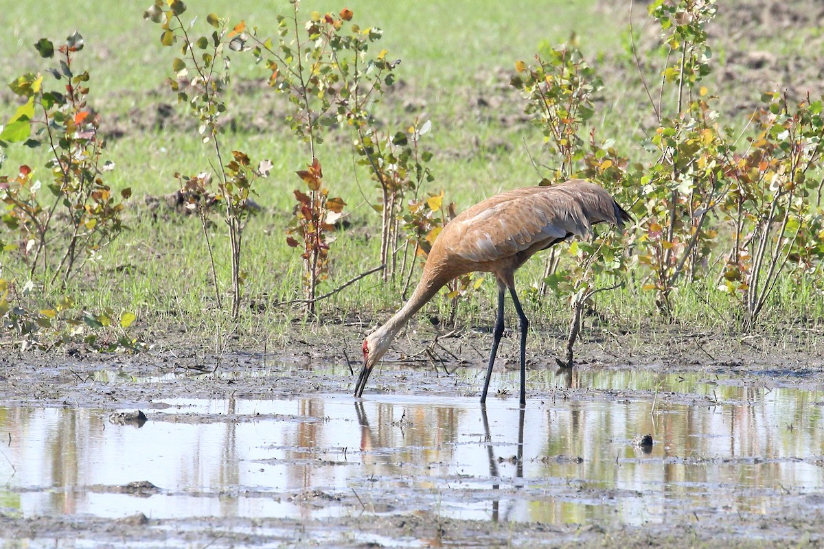 Sandhill Crane - ML638110788
