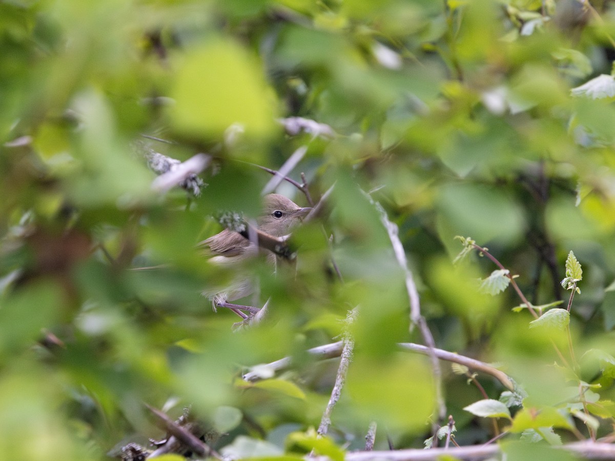 Garden Warbler - ML638110840