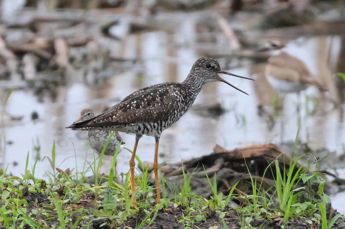 Greater Yellowlegs - ML638110861