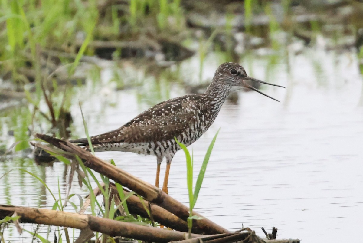Greater Yellowlegs - ML638110862