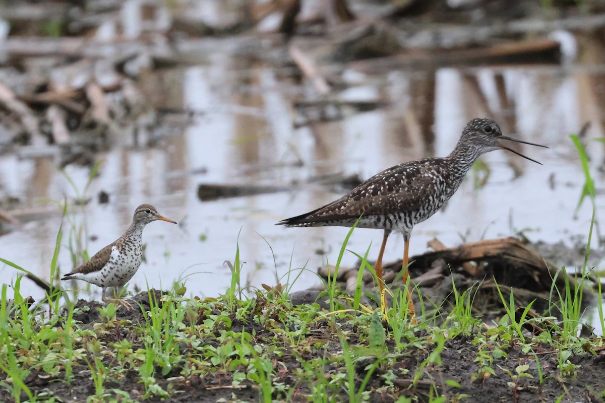 Greater Yellowlegs - ML638110863