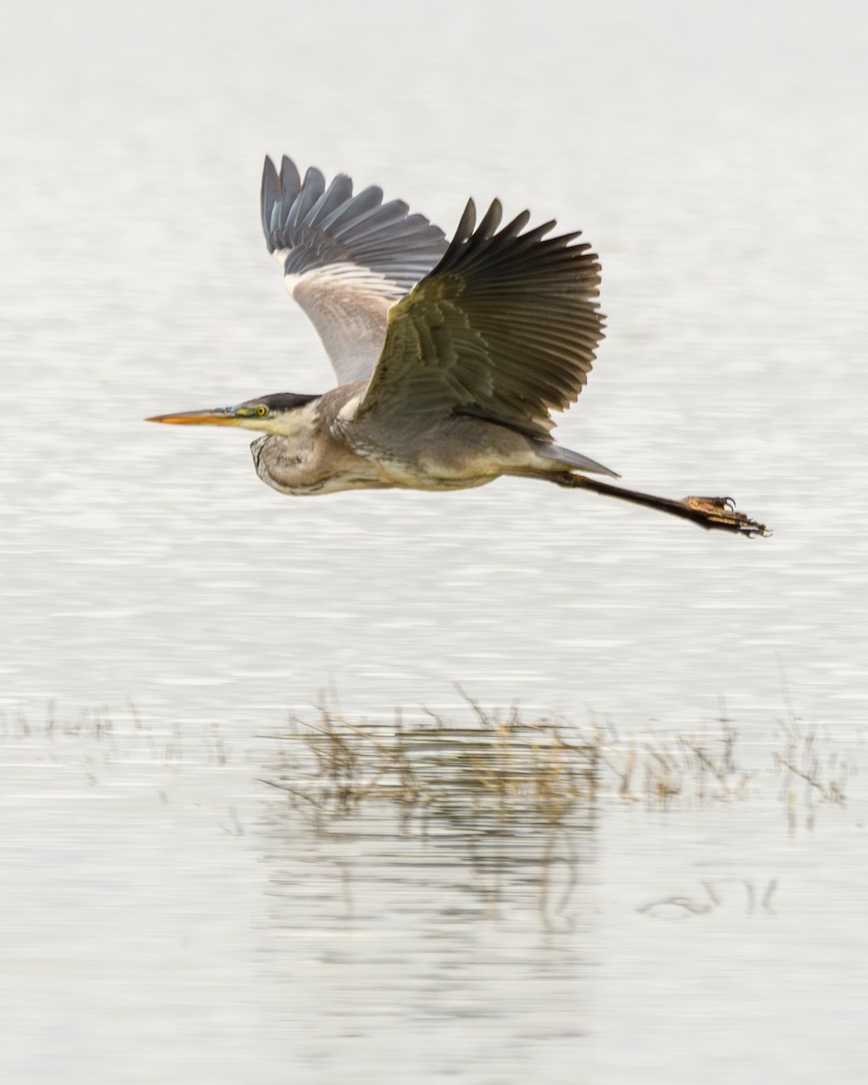 Cocoi Heron - ML638110882