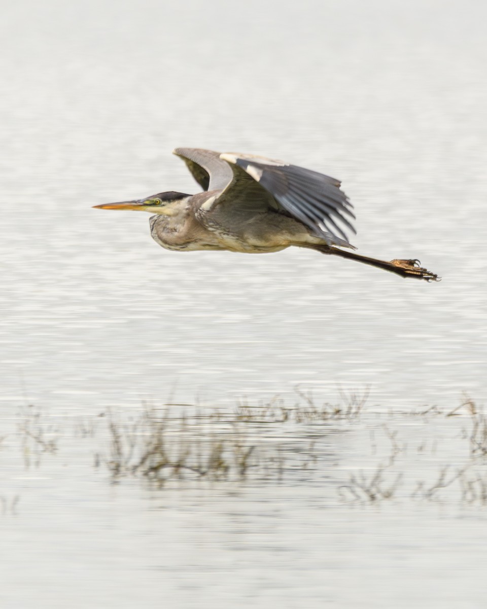 Cocoi Heron - ML638110883