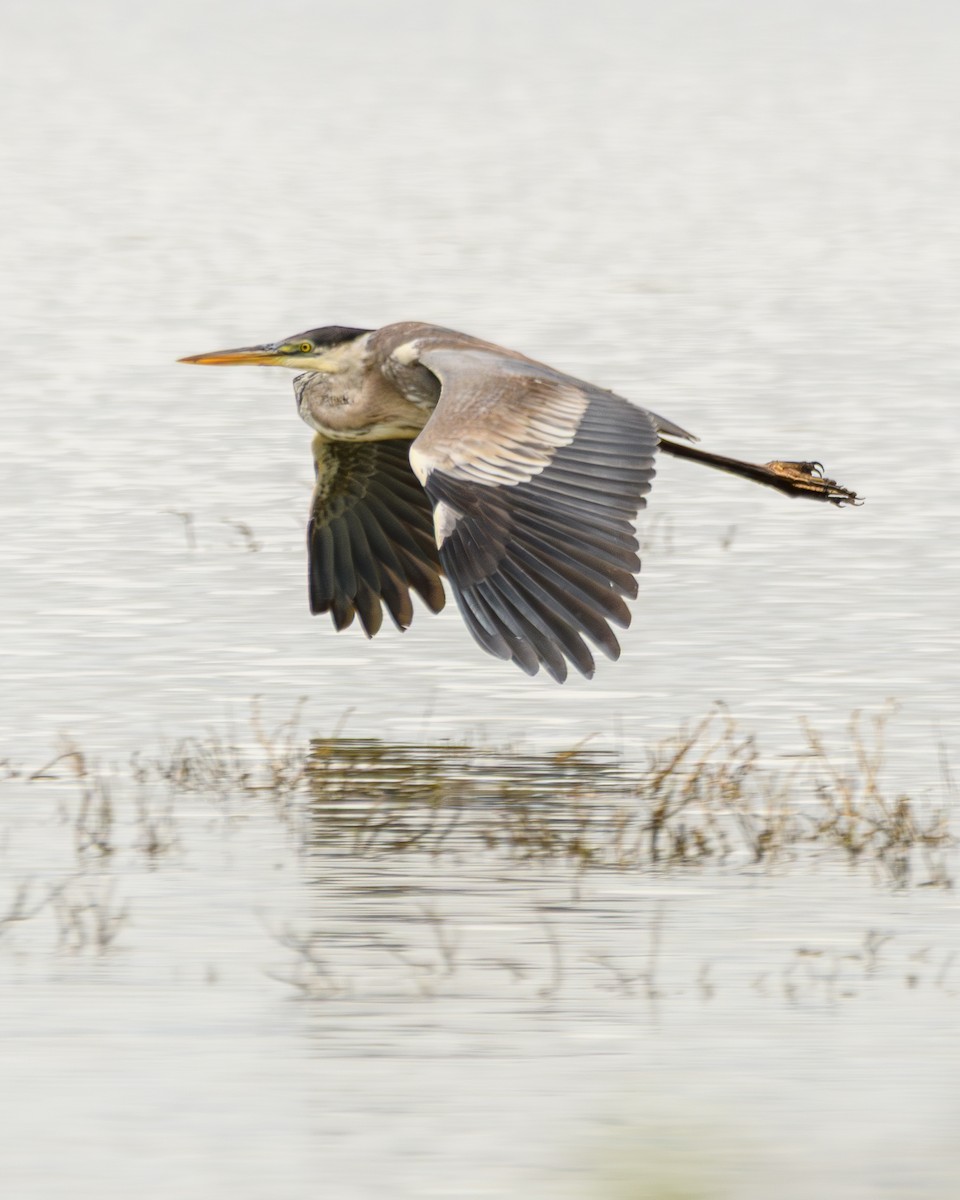Cocoi Heron - ML638110884