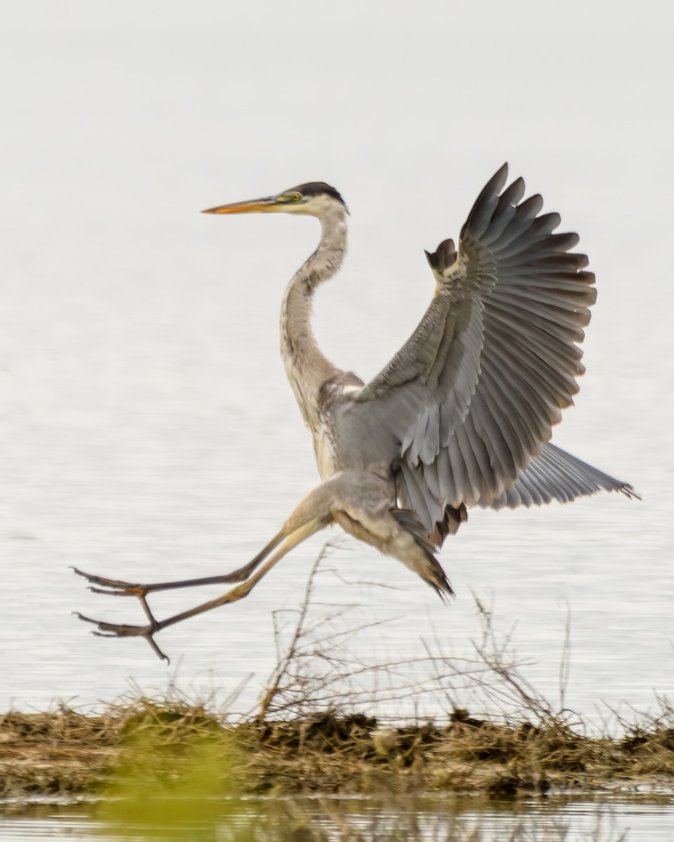 Cocoi Heron - ML638110885