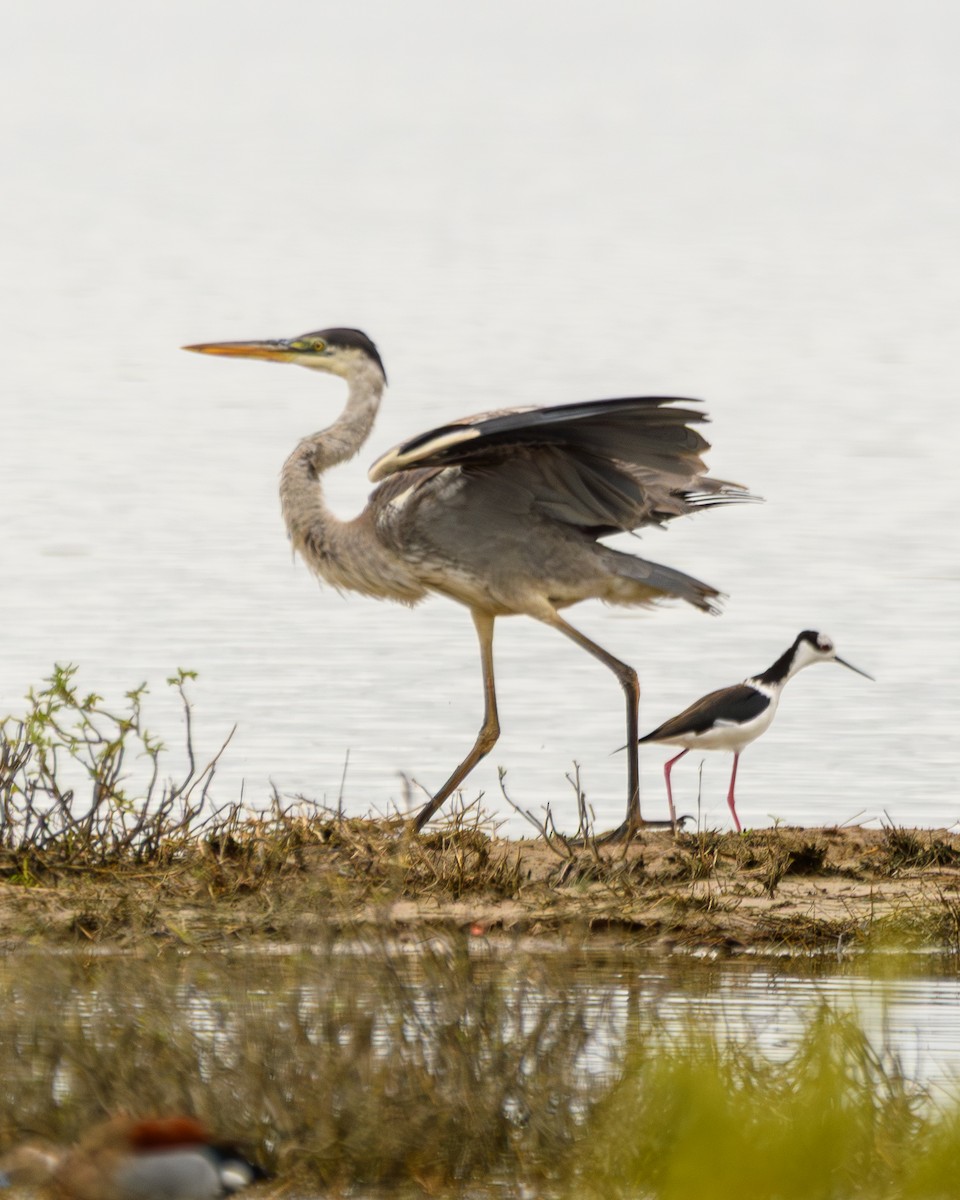 Cocoi Heron - ML638110886