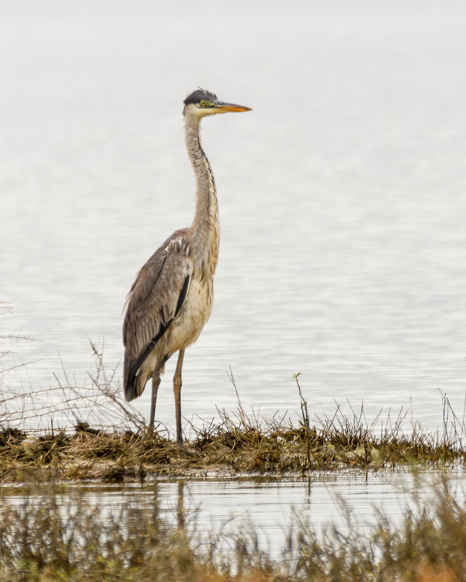 Cocoi Heron - ML638110887