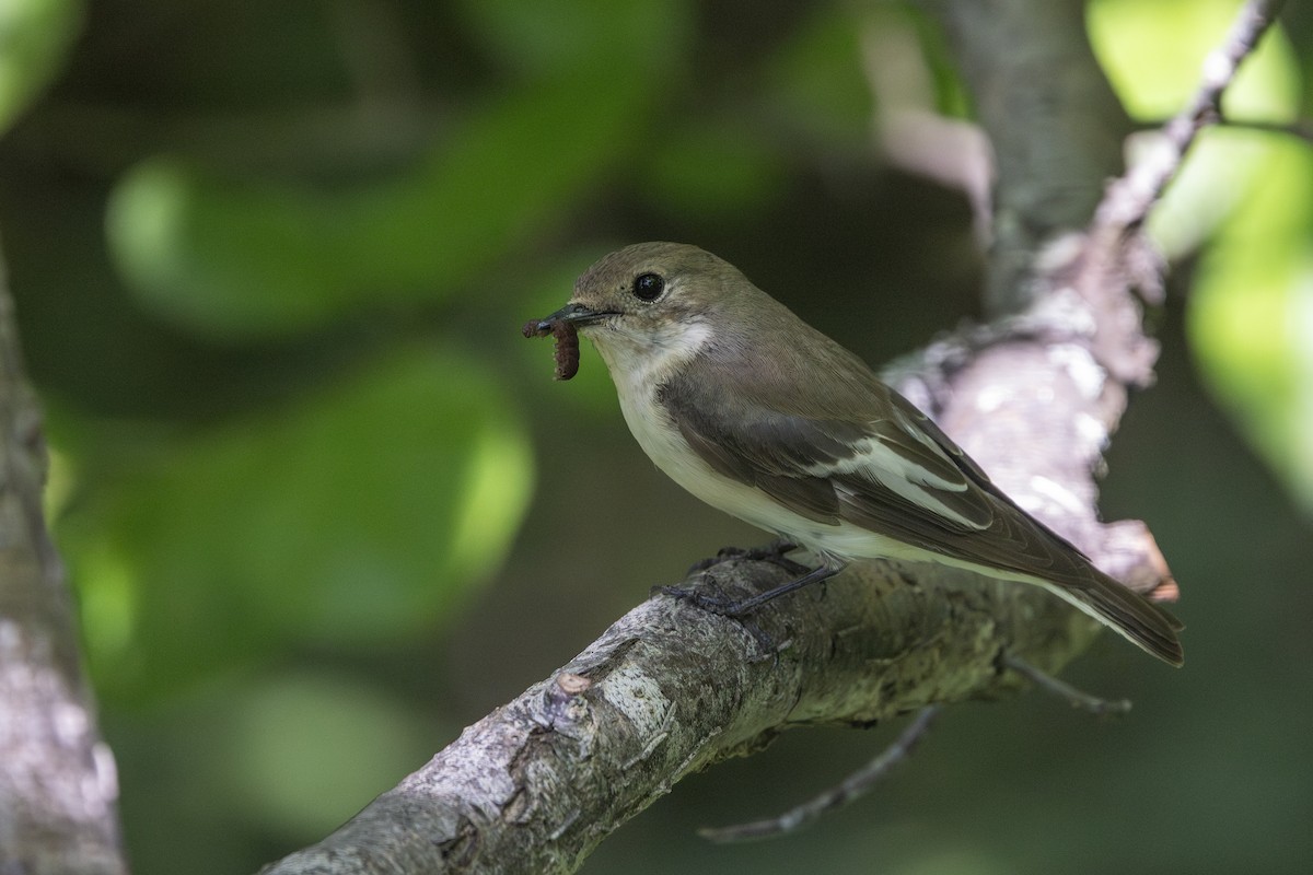 European Pied Flycatcher - ML638110899
