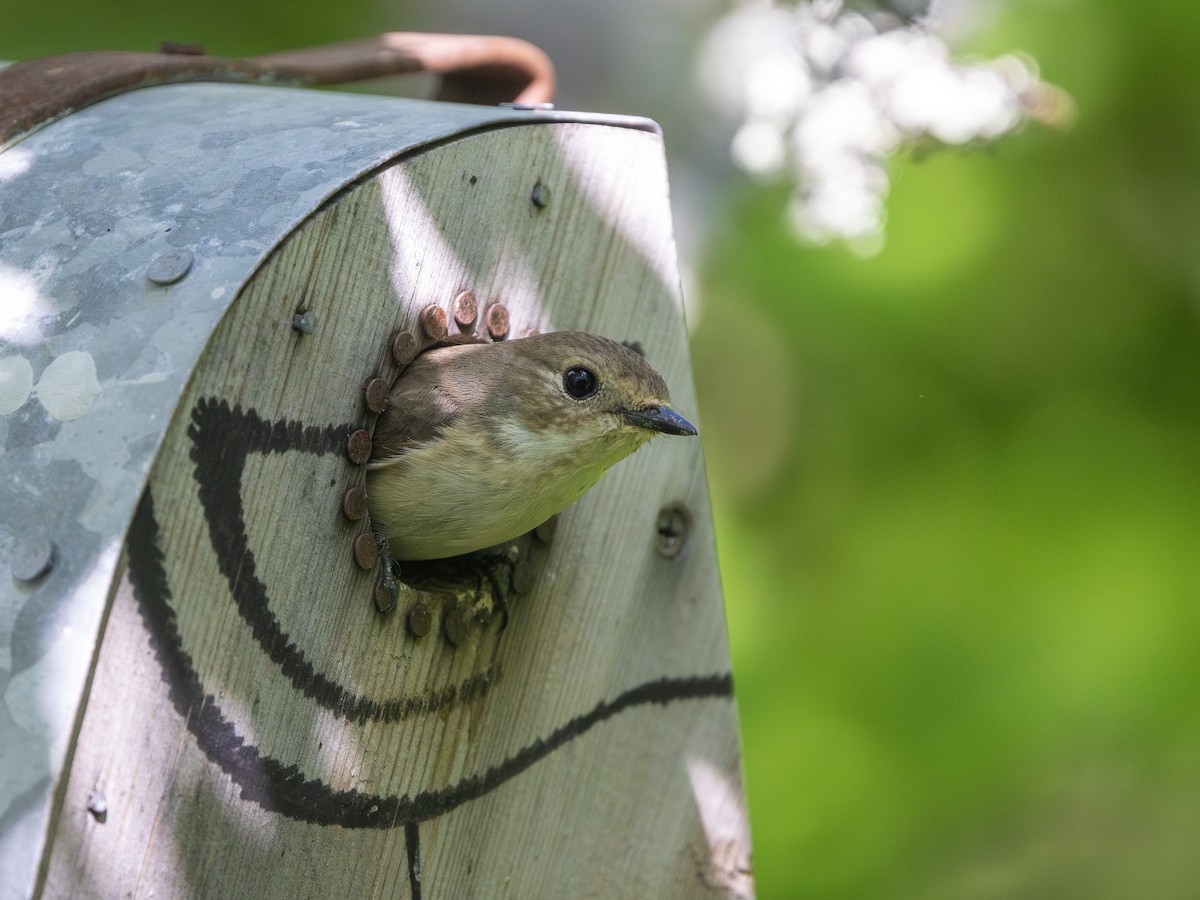 European Pied Flycatcher - ML638110901