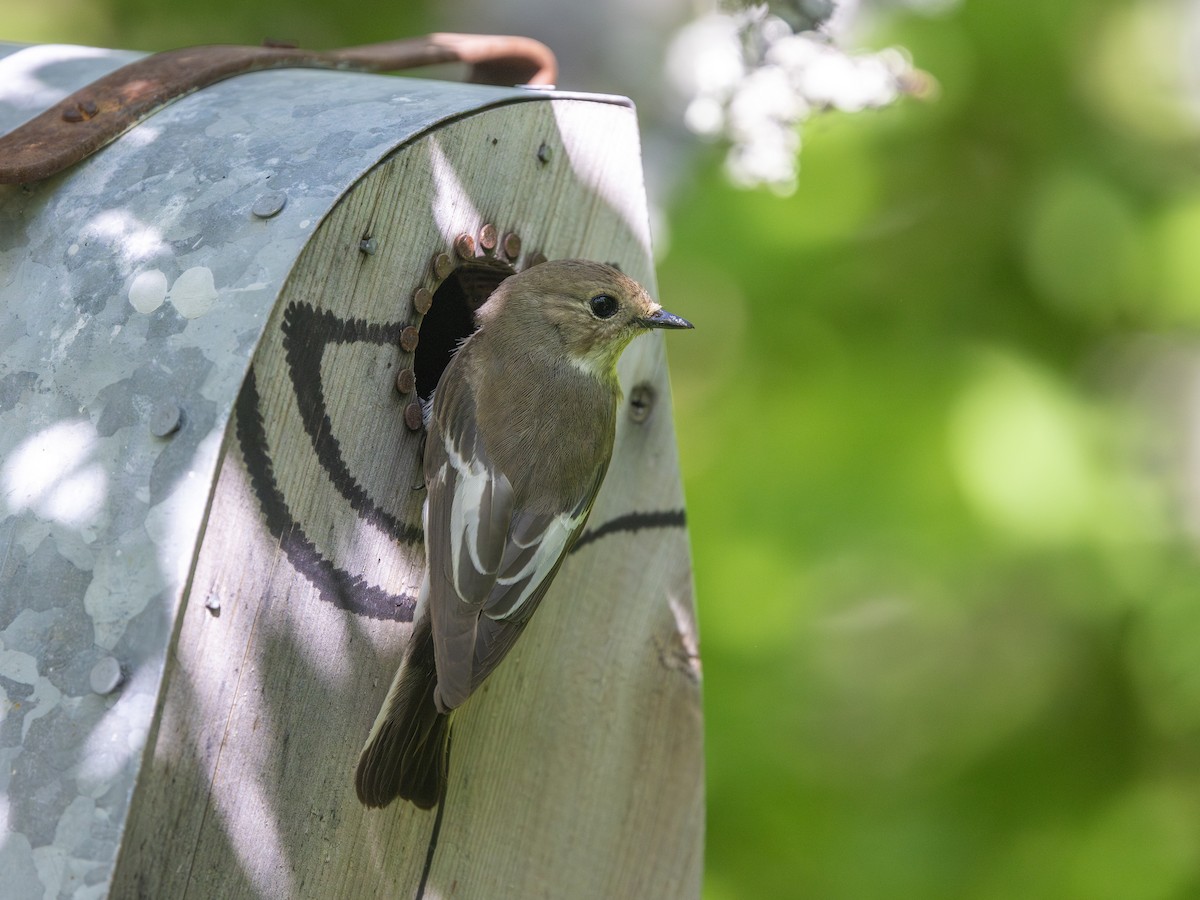 European Pied Flycatcher - ML638110904