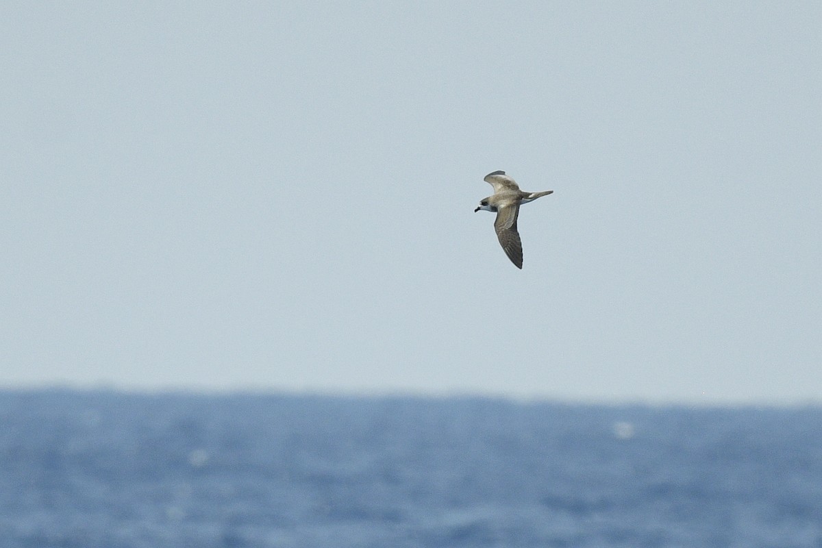 Bermuda Petrel - ML638110921