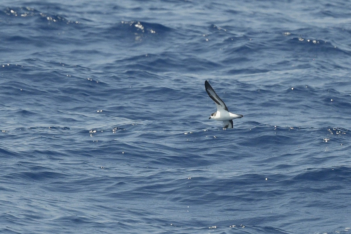 Bermuda Petrel - ML638110922
