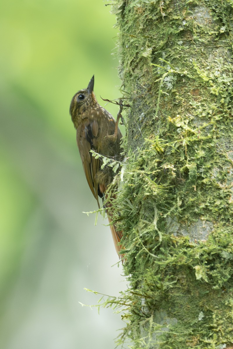 Wedge-billed Woodcreeper - ML638110943