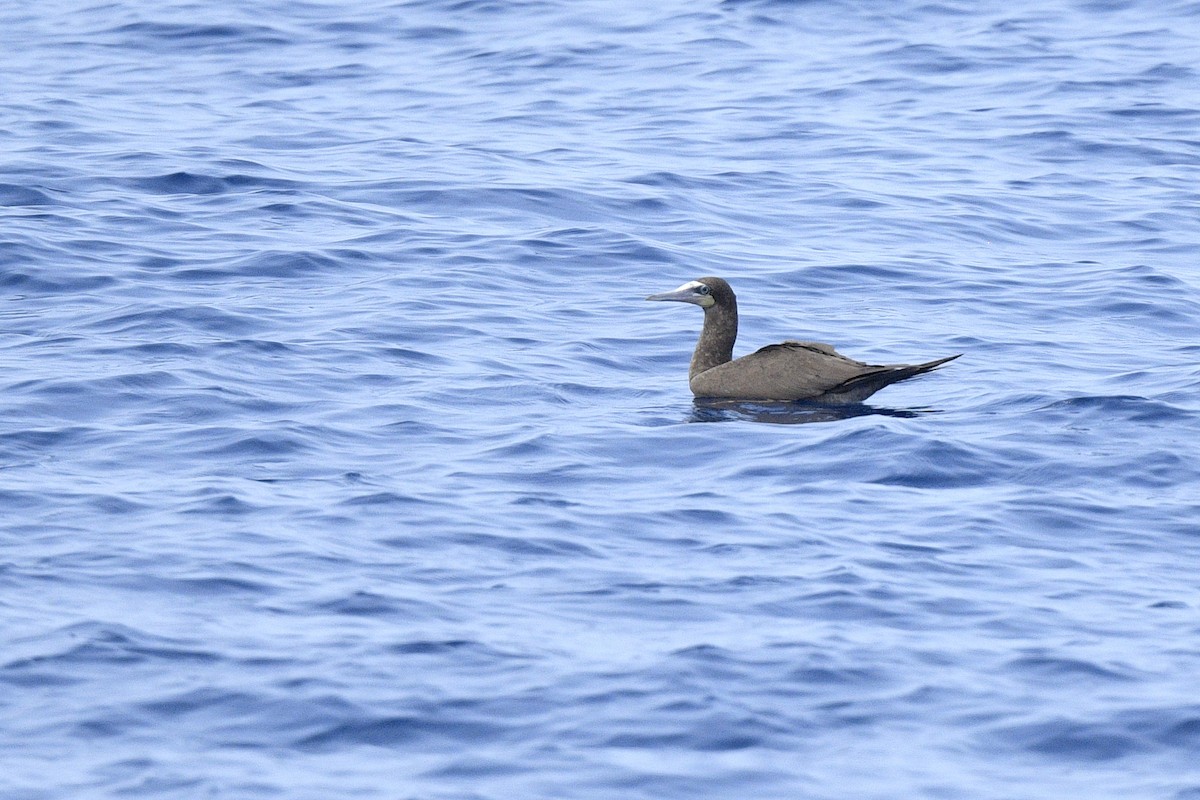 Brown Booby (Atlantic) - ML638110950