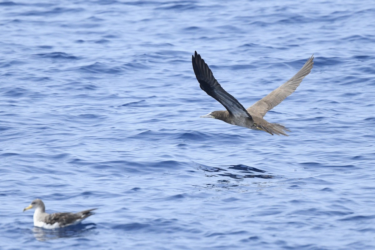 Brown Booby (Atlantic) - ML638110951