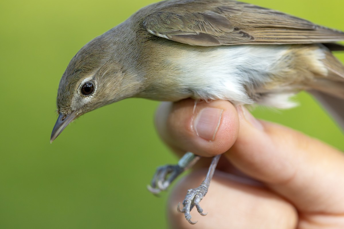Garden Warbler - ML638110959