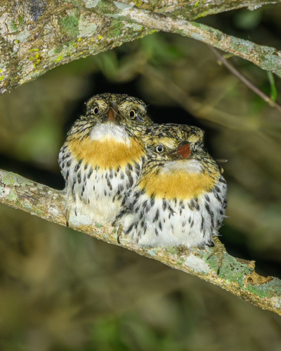 Spot-backed Puffbird - ML638110961