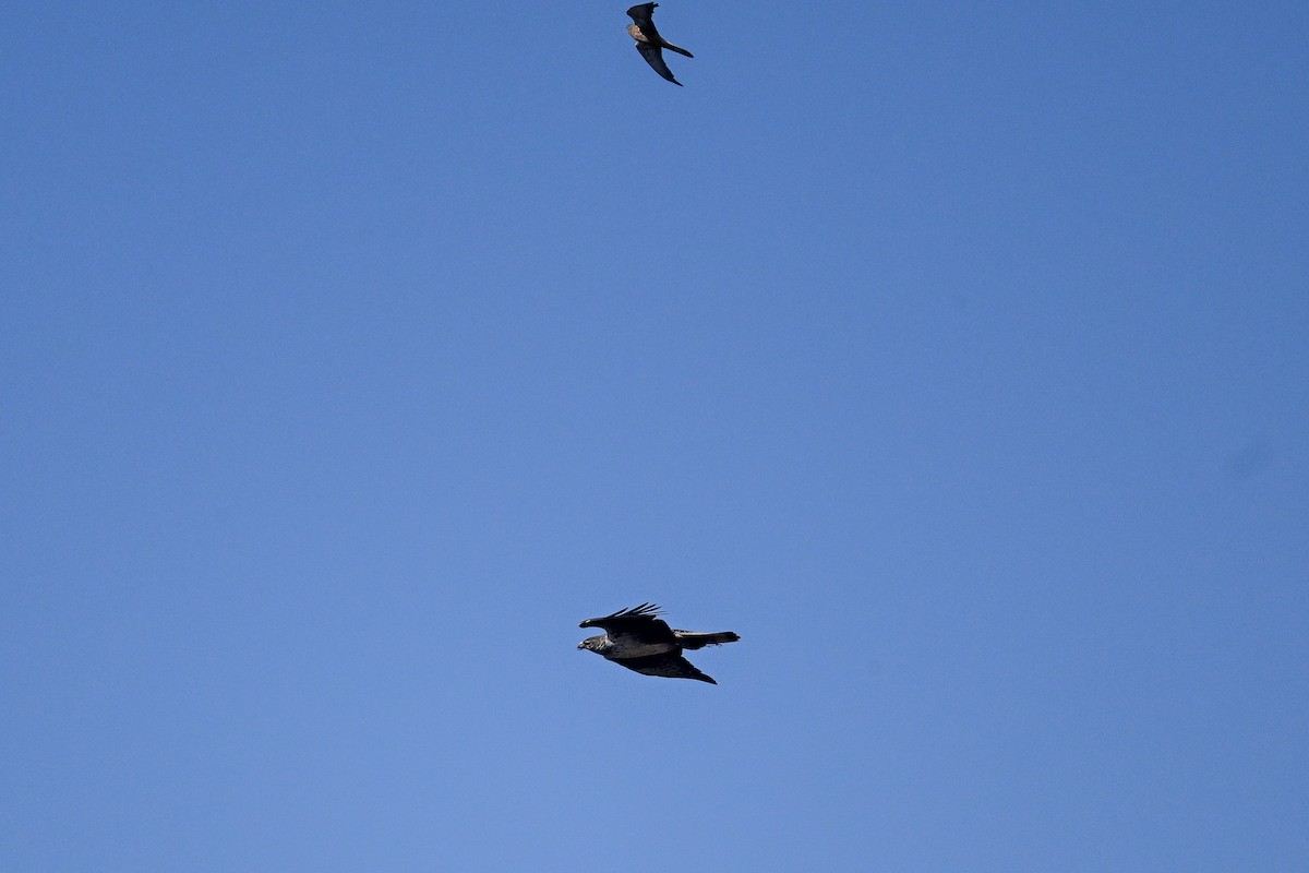 Bonelli's Eagle - ML638111030