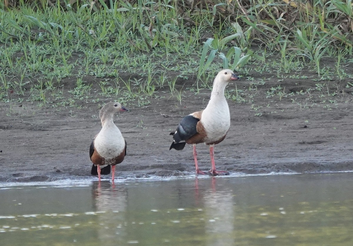 Orinoco Goose - ML638111040