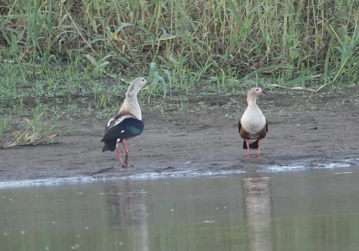 Orinoco Goose - ML638111041