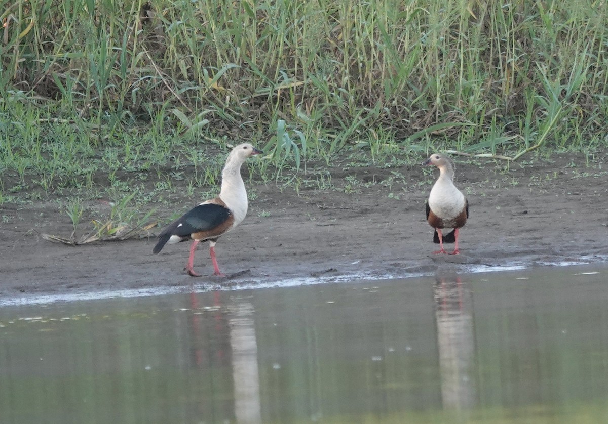 Orinoco Goose - ML638111042