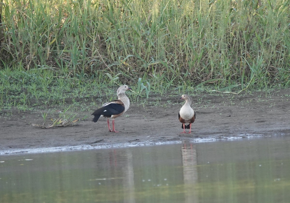 Orinoco Goose - ML638111043