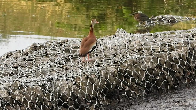 rødnebbplystreand - ML638111075