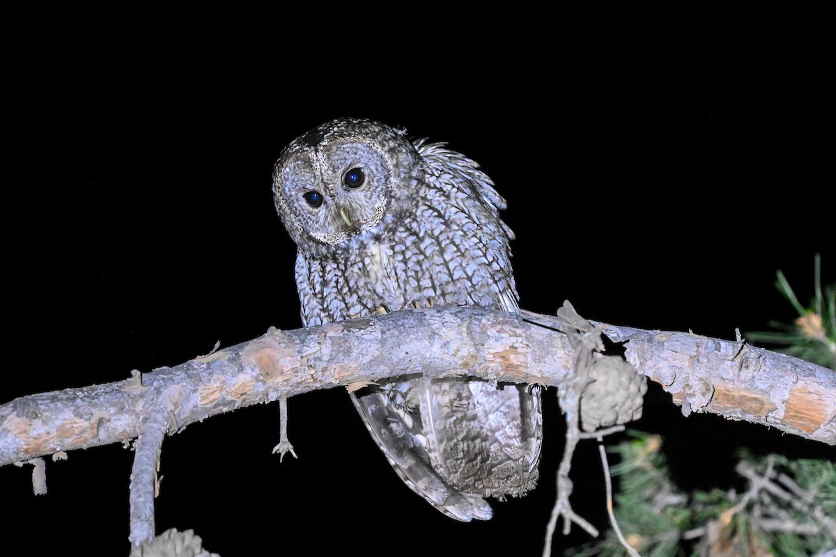 Maghreb Owl - ML638111114