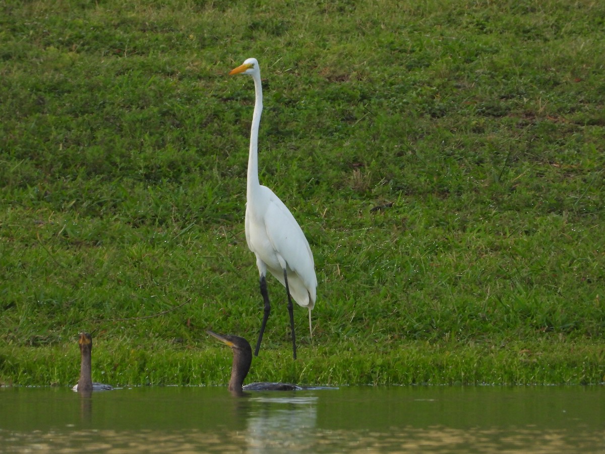 Great Egret - ML638111150