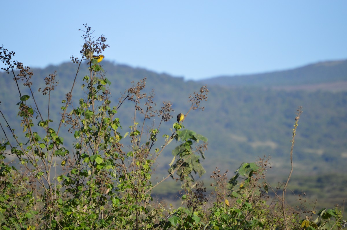 Baglafecht Weaver - ML638111160