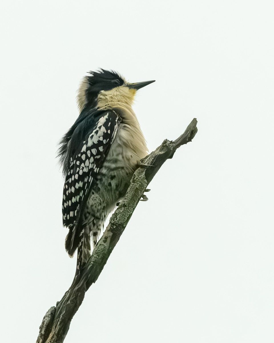White-fronted Woodpecker - ML638111162