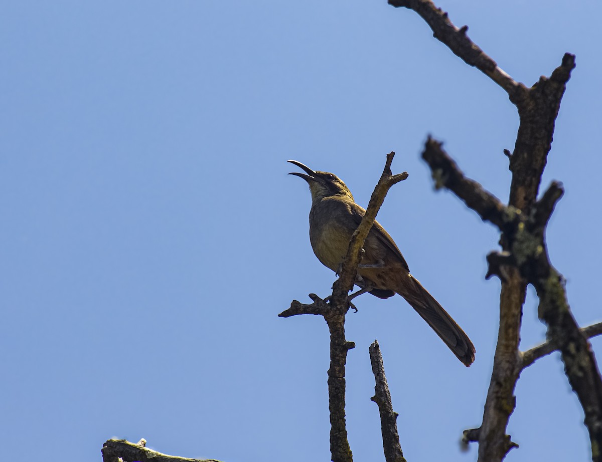 California Thrasher - ML638111166