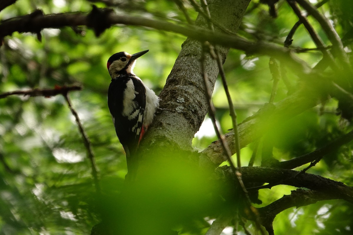 Syrian Woodpecker - ML638111203