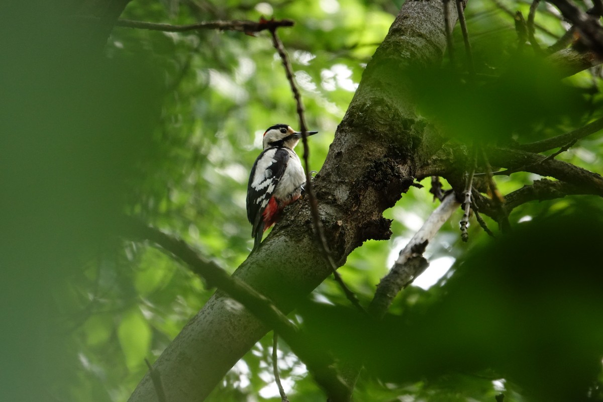 Syrian Woodpecker - ML638111204